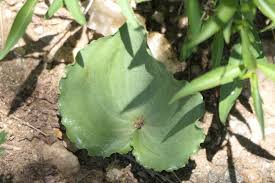 Image result for Eriospermum roseum