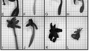 Image result for Chamaeangis