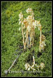 Image result for Monotropa  hypopitys