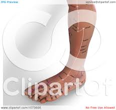 Clipart 3d Male Acupressure Acupuncture Foot Chart Royalty