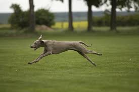 Image result for výmarský krátkosrstý ohař