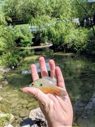We are a proud member of tenkara usa's. Urban Fly Fishing In Dallas Tx Flyfishing
