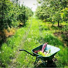 Sur les conseils de son père, et souhaitant réduire au maximum le temps écoulé entre la récolte et la consommation, il essaie le système de cueillette libre de pommes à la ferme, ainsi que la vente. Journee Cueillette A La Ferme Du Logis 78 Gratinez