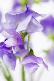 If you want to repel chickens from your garden or section of your yard, try planting some herbs that chickens don't. Are Sweet Peas Toxic To Chickens