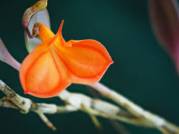 Image result for Vandellia subracemosa