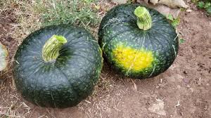 When is the best time to pick butternut squash off the vine? When To Harvest Winter Squash Kalabasa Youtube