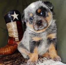 They come in two dominant colors that are red and blue/grey. Blue Heelers Heeler Puppies Home Facebook