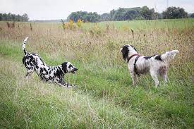The average wireless invisible dog fence would be at $81 up to $600 depending on the inclusions and the size of dogs that are to be monitored under the wireless system. Pricing Guide How Much Does An Invisible Fence Cost Lawnstarter