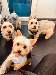 Zoom-N-Groom Mobile Grooming