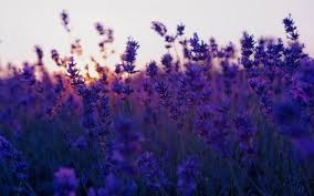 Licht Bloemen Natuur Zonsondergang Behang Achtergronden Computer Achtergrond