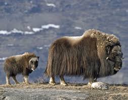 Homeschool Geography Curriculum Lets Go Geography Animals Beautiful Musk Ox Alaskan Animal