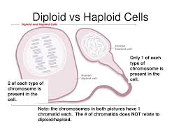 Organisms that reproduce asexually are haploid. Ppt Chromosomes And Cell Division Powerpoint Presentation Free Download Id 4601427