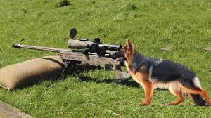 Wouldn't your life look more peaceful, calm, and happy? Extremely Trained Disciplined German Shepherd Dog Puppies For Sale Youtube