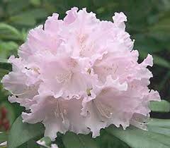 Rhododendron Centennial Celebration Rhododendron Plant Fragrant Flowers Smelling Flowers