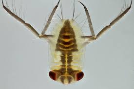 Image result for Notonectidae