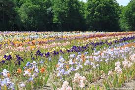 Top 10 Des Pepinieres Et Jardins Ou Voir Les Plus Beaux Iris Beaux Jardins Jardins Iris