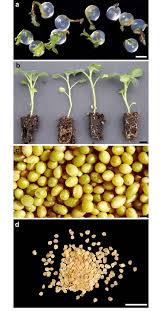The majority of sweet potatoes are started from slips. A Depiction Of Four Comparative Potato Planting Propagule Types A Download Scientific Diagram