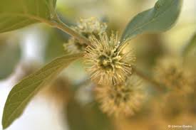 Image result for Combretum engleri