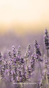 Wallpaper September Mobel Hoffner Inspirierende Hintergrunde Lavendel Entspannung