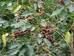 Image result for Coffea