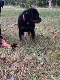 Navigate to the first search result item. Pink And White Collar Akc Rottweiler Puppy For Sale In Dennard Arkansas Vip Puppies