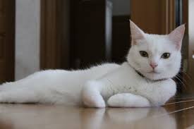 アルテマTELOS(試作品)