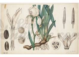 In addition to blooming in the spring, the reblooming bearded iris plant. Florence Iris Iris Rhizome Geschnitten Iphym Krauterkunde Florentine