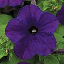 Dreams Midnight Blue Petunia Grandiflora Pellets Petunias Flower Seeds Seed Company