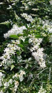 Wybierz z szerokiej gamy podobnych scen. Could Anyone Tell Me What Plant This Is It S A Large Bush Or Small Tree With Small White Flowers They Grow In Houston Tx And Smell Great Whatplantisthis