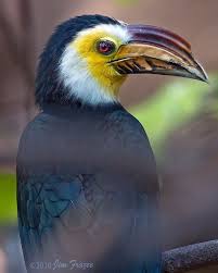 Pin On Hornbills