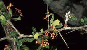 Image result for Putterlickia