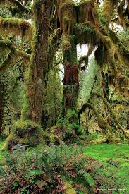 Hoh River Five Mile Island Scenic Scenery Ancient Tree