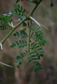 Image result for Acacia exuvialis