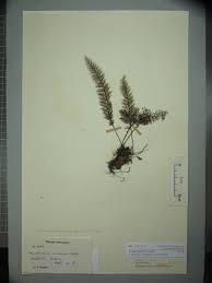 Image result for Abrodictyum