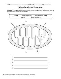 Mitochondria and chloroplasts both convert energy from one type to another. Chloroplast And Mitochondrion Diagram Ws By A Thom Ic Science Tpt