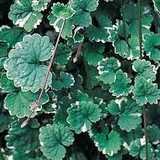 Image result for Glechoma  hederacea
