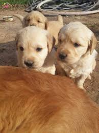 hakiki golden yavrulari kopekdunyasi com da 12480 puppies retriever dogs