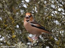 Identifier Les Oiseaux Des Jardins Et Des Villes D Europe En Hiver Ornithomedia Com Oiseaux Des Jardins Oiseaux Animaux