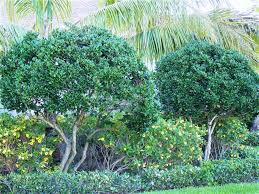 Image result for Ligustrum