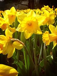 Spring Comes Soon Lorelai Overthinker Daffodils Planting When To Plant Bulbs Daffodils