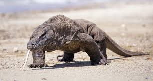 The Komodo Dragon Is The World S Largest Lizard It Is Found Only On A Few Small Islands In Indonesia The Male Reaches An Animals Komodo Dragon Komodo Island