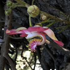 A funky little mountain flower is located in glenwood springs city of colorado state. 40 Of The Worlds Weirdest Flowers Flowers Across Melbourne