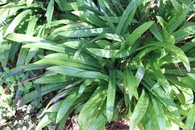 Image result for Carex cognata