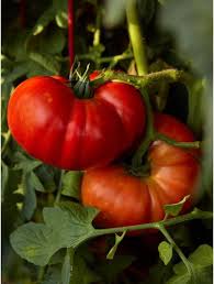 Beefsteaks are the biggest of the many tomato varieties; Hot Weather Tips For Tomatoes Burpee