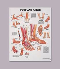 amazon com foot and ankle wall chart health personal care