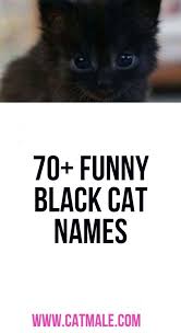 A perennially popular black cat name, shadow is definitely here to stay as one of the coolest cat monikers. 70 Funny Black Cat Names In 2020 Cat Names Black Cat Funny