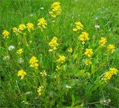 A quick guide to identify weeds in your yard. Lawn Weeds