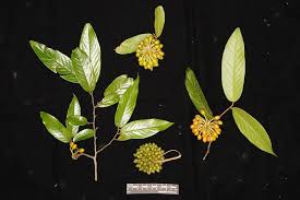 Image result for Huberantha