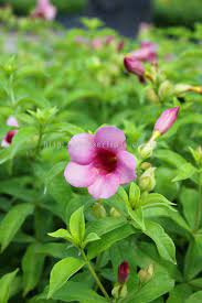 Contextual translation of tapak semaian into english. Johor Shrubs From Tapak Semaian Seri Maju Sdn Bhd