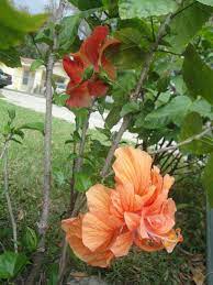 Our Hibiscus Plant It Produces Two Different Types Of Flowers Hibiscus Plant Hibiscus Types Of Flowers
